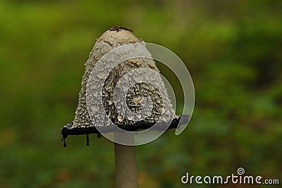 Fruiting bodies of the fungus, aspergillus. Bialowieza Forest, primary forest Stock Photo