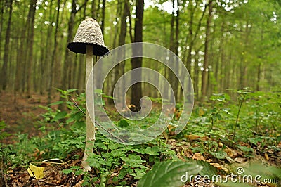 Fruiting bodies of the fungus, aspergillus. Bialowieza Forest, primary forest Stock Photo