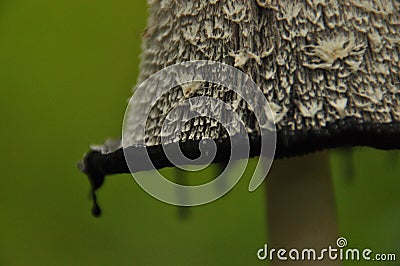 Fruiting bodies of the fungus, aspergillus. Bialowieza Forest, primary forest Stock Photo