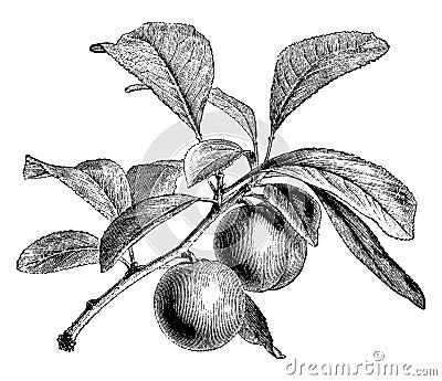 Fruiting Branch of Green Gage Plum vintage illustration Vector Illustration