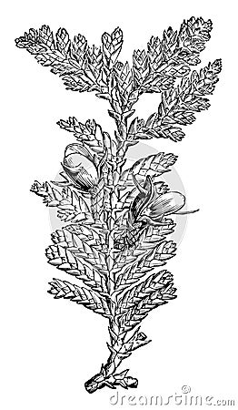Fruiting Branchlet of Libocedrus Doniana vintage illustration Vector Illustration
