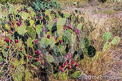 Fruiting Texas Prickly Pear Cactus in the Texas Prairie Stock Photo