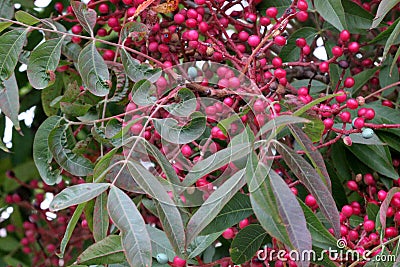 Fruiting trees of Chinese pistachio, Pistacia chinensis Stock Photo