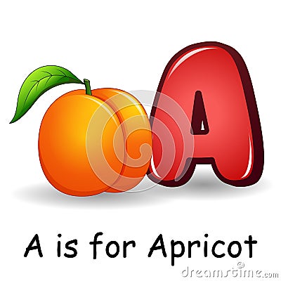 Fruits alphabet: A is for Apricot Fruits Vector Illustration