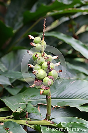 The fruits of Alpinia hainanensis Stock Photo