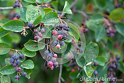 Fruits of the Amelanchier Stock Photo