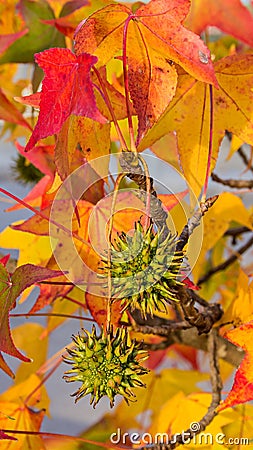 Fruits of american sweetgum Stock Photo