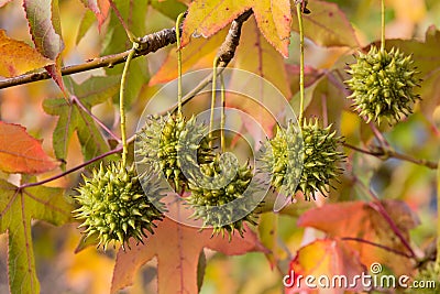 Fruits of american sweetgum Stock Photo