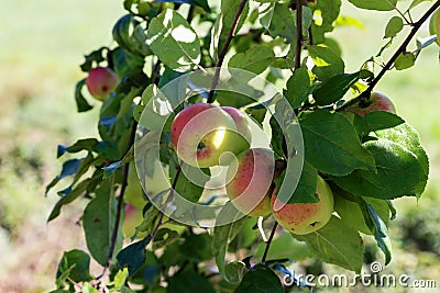 Apples ripen on the branches Stock Photo