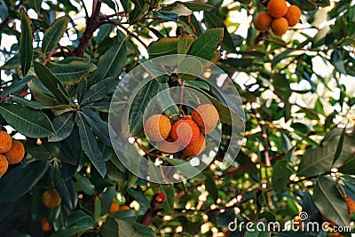 Fruits of arbutus unedo madrone or strawberry tree Stock Photo