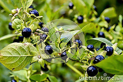 Fruits of belladonna or banewort or dwale or deadly nightshade â€“ Atropa belladonna - in autumn, Bavaria, Germany, Europa Stock Photo