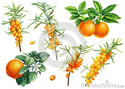 Fruits and berries, orange. Mandarin, sea buckthorn on an isolated white background, watercolor illustration, botanical Cartoon Illustration