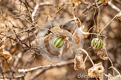 Fruits of Bryonia verrucosa. Stock Photo