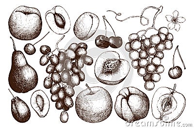 Vintage fruits and berries - apple, pear, peach, apricot, persimmon, pomegranate, quince, grapes. Hand drawn harvest sketch. Heal Stock Photo