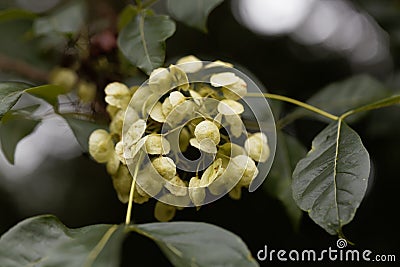 Fruits of a common hoptree, Ptelea trifoliata Stock Photo