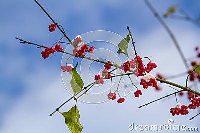 The Fruits of the European Spindle Tree Stock Photo