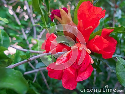 Fruits and flowers of the pomegranate. Punica granatum. Lythraceae Stock Photo