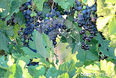 The fruits of golden autumn, vines and ripe grapes. Stock Photo