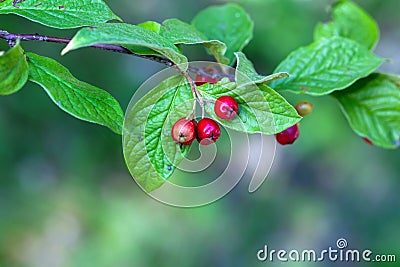 Fruits of a hollyberry cotoneaster, Cotoneaster bullatus Stock Photo