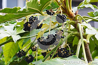 Fruits of Japanese aralia Stock Photo