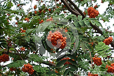 Fruits in the leafage of Sorbus aucuparia Stock Photo