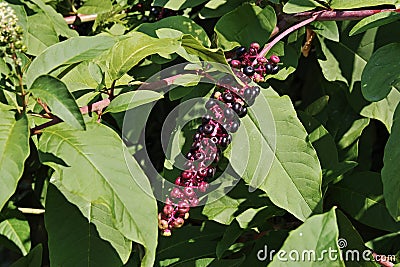 Fruits and leaves of Phytolacca Stock Photo