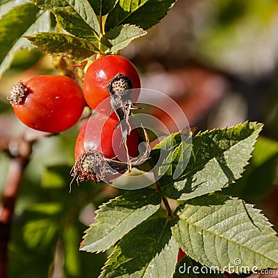 Fruits and leaves of ripe dogrose Stock Photo