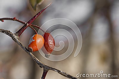 Fruits and leaves of ripe dogrose. Close-up Stock Photo