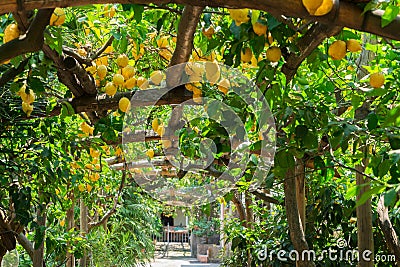 Lemon garden of Sorrento Stock Photo