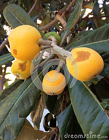 Bio-Loquat tree fruits and leaves Stock Photo