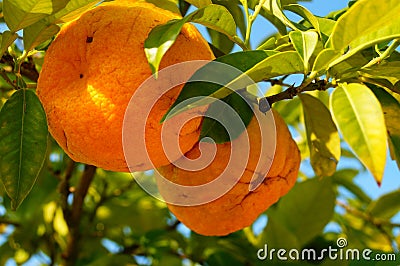 Fruits of an orange variety in a botanical collection. Stock Photo