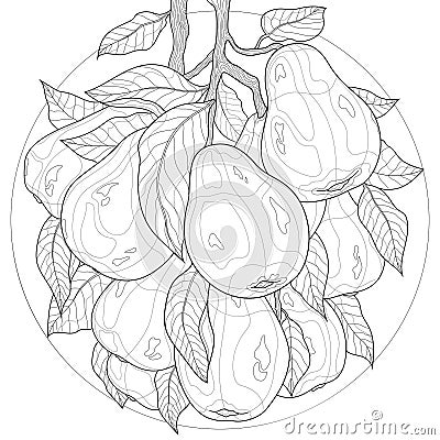 Fruits.Pears with leaf.Tasty sweets.Coloring book antistress for children and adults Stock Photo