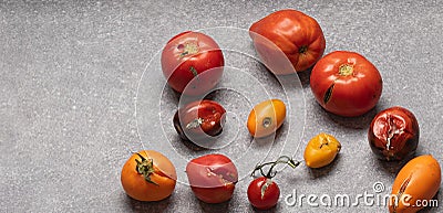 Fruits with phytophthora infestans on a gray background. Top view of overripe rotten tomatoes. Stock Photo