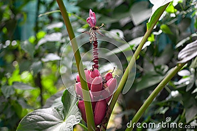 Fruits of a pink banana, Musa velutina Stock Photo