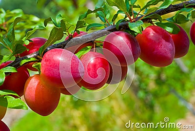 Fruits of plum tree Stock Photo