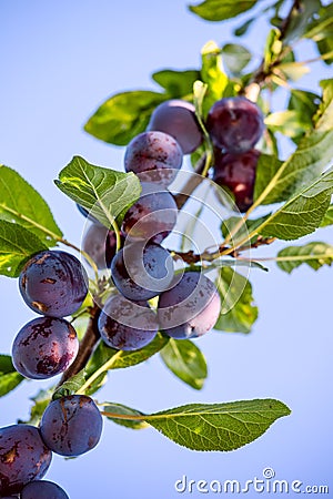 Fruits of plum tree Stock Photo