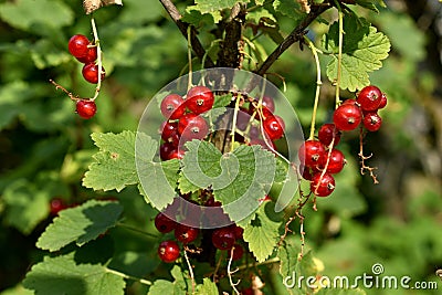 Fruits of red currant on a branch of a bush. Stock Photo