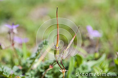 Fruits of Redstem filaree, Erodium cicutarium Stock Photo