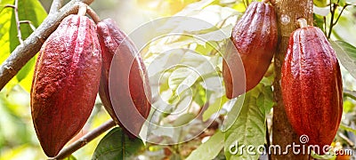 Fruits of ripe cocoa in the rainforest. Natural organic product. Banner format Stock Photo