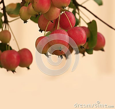 Fruits of a small apple with copy space nice color Stock Photo