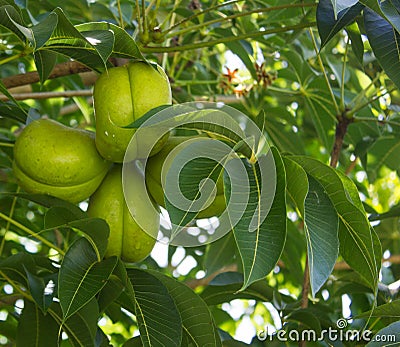 Fruits of Sterculia foetida tree Stock Photo