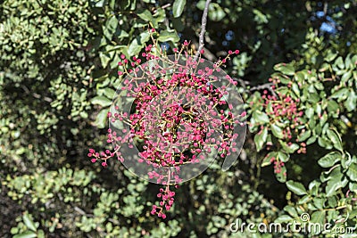 Fruits of Terebinth, Pistacia terebinthus Stock Photo