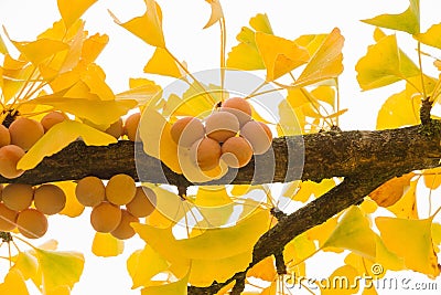 Fruits of the Tree Branch Ginkgo Biloba Mature Stock Photo