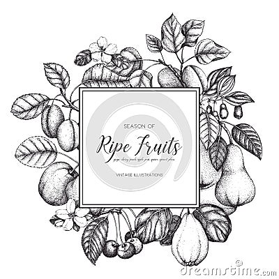 Vintage fruits and berries card design. Vector autumn template. Hand drawn harvest illustration. Cartoon Illustration