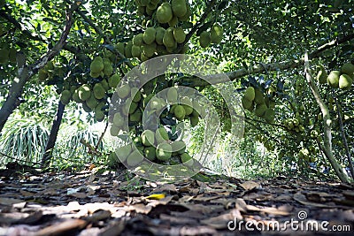 Fruits tree of Viet Nam Jackfruit Qua Mit Trai Mit Stock Photo