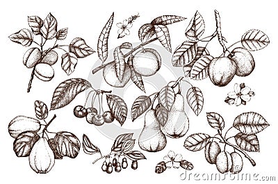 Fruit trees branches set. Hand drawn botanical elements - flowers, leaves. Cherry, plum, peach, apple, apricot, quince and pear il Cartoon Illustration