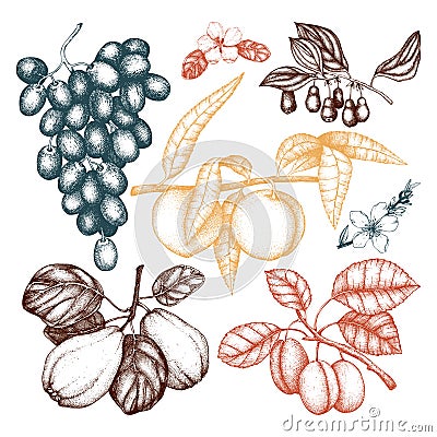 Vintage collection of ripe fruits and berries illustrations - apple, pear, cherry, peach, apricot trees. Hand drawn harvest sketc Cartoon Illustration