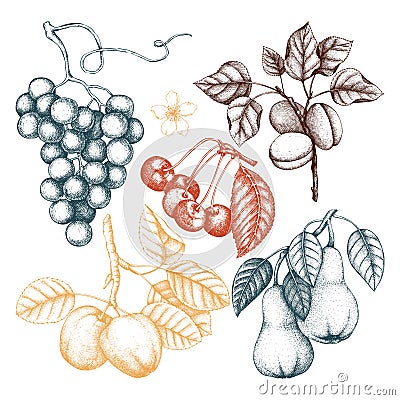 Vintage collection of ripe fruits and berries illustrations - apple, pear, cherry, peach, apricot trees. Hand drawn harvest sketc Cartoon Illustration