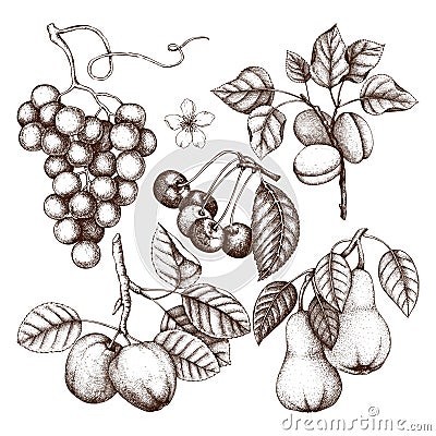 Vintage collection of ripe fruits and berries illustrations - apple, pear, cherry, peach, apricot trees. Hand drawn harvest sketc Cartoon Illustration