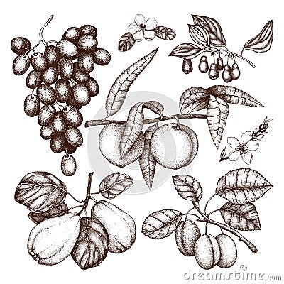 Vintage collection of ripe fruits and berries illustrations - apple, pear, cherry, peach, apricot trees. Hand drawn harvest sketc Cartoon Illustration